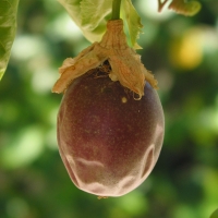 Sweetheart passionfruits