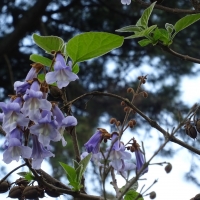 Paulownia Flowers