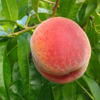 Peach Blackburn Elberta compliments of Yalca Fruit Trees