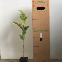 Pepperberry Tree For Sale (Size: Medium) (Grown from Seed)
