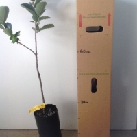 Persimmon - 20th Century (A) For Sale (Size: Large) (Grafted)