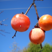 Persimmon Growing on Fruit Trees By cverhine [CC0 1.0 (https://creativecommons.org/publicdomain/zero/1.0/deed.en)] From Pixabay