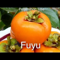 Growing a grafted Persimmon Tree Fuyu Dwarfing techniques
