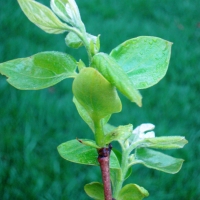 Persimmon new shoots By 512bits [GFDL (http://www.gnu.org/copyleft/fdl.html) or CC BY-SA 3.0  (https://creativecommons.org/licenses/by-sa/3.0)], from Wikimedia Commons