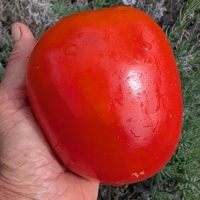 Close up of freshly picked Rojo Persimmon with clear bright orange to red skin By DaleysFruit.com.au [All Rights Reserved]