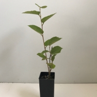 Phalsa - Cutting Grown For Sale (Small)