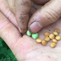 Pigion Pea Brown and Green Beans