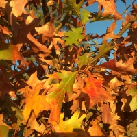 Pin Oak Compliments of trees planet