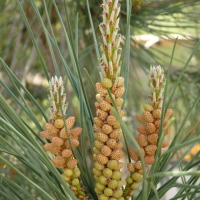 Pine nut flowers By DaleysFruit.com.au [All Rights Reserved]