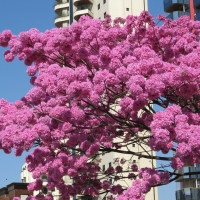 Tabebuia avellanedae in flower By Dinesh Valke from Thane, India (Pink trumpet tree) [CC BY-SA 2.0  (https://creativecommons.org/licenses/by-sa/2.0)], via Wikimedia Commons