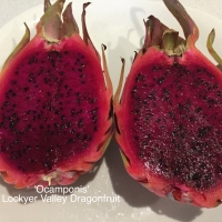 Pitahaya dragon fruit
