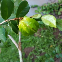 Pitangatuba