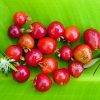 Fruit of Eugenia mattosis