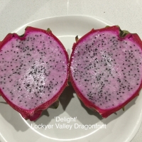 Delight Dragon fruit