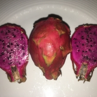 Pink Pantha purchased from Tropical Fruit World
