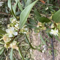 Flowers of the Pitomba tree