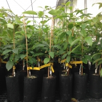4 Litre planter bags