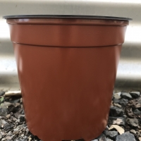 135mm terracotta pot By DaleysFruit.com.au [All Rights Reserved]