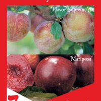 Plum 2 way Mariposa and Flavour Supreme By Flemings Nurseries [All Rights Reserved, Supplier of DaleysFruit.com.au]