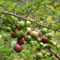 Amber Jewel Plums