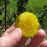 Plum Green gage fruit
