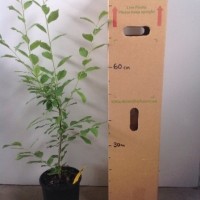 Plum - Iluka Blood For Sale (Size: Large) (Grafted)