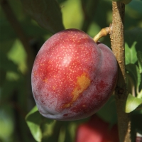 Little Chum Cherry x Plum By Flemings Nursery [Supplier of DaleysFruit.com.au]