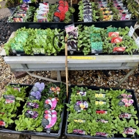 Flower Punnet Display in the Daleys Outlet Store