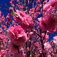 Flowering Peach
