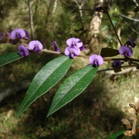 Hovea acutifolia