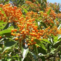 Pittosporum rhombifolium