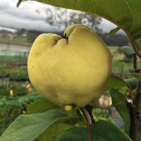 Quince Smyrna Fruiting on the Tree in front of Nursery By DaleysFruit.com.au [All Rights Reserved]