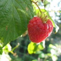 Raspberry growing on bush By BraveNewWorld [GFDL (http://www.gnu.org/copyleft/fdl.html), CC-BY-SA-3.0 (http://creativecommons.org/licenses/by-sa/3.0/) or CC BY-SA 2.5  (https://creativecommons.org/licenses/by-sa/2.5)], from Wikimedia Commons