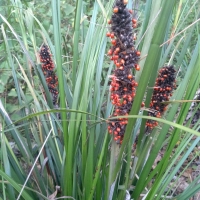 Gahnia aspera