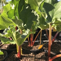 rhubarb