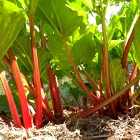 Rhubarb By DaleysFruit.com.au [All Rights Reserved]