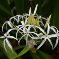 River Lily in flower By DaleysFruit.com.au [All Rights Reserved]