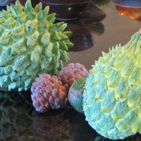 Size comparison of Rollinia to Sugar Apple By DaleysFruit.com.au [All Rights Reserved]