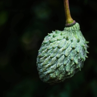 Immature rollinia developing on stem