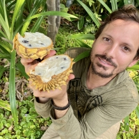 Holding up a Sputnik Rollinia that is ripe and ready to eat
