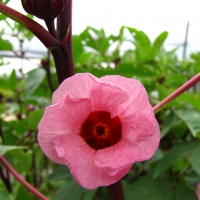 Rosella+Flower