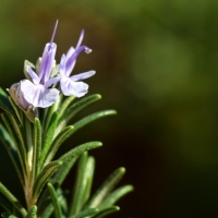 Rosemary