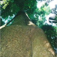 Rosewood in Fruit compliments of Terania Rainforest Publishing