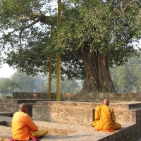 Ficus religiosa