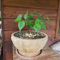 Sacred Fig being grown in a pot in Warrazambil By DaleysFruit.com.au [All Rights Reserved]