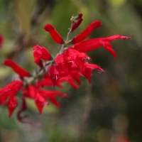 Pineapple Sage