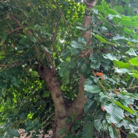 Santol make excellent shade trees