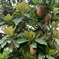 BK110 cultivar fruiting in Daleys Biodome By DaleysFruit.com.au [All Rights Reserved]