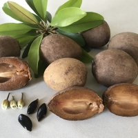 Krasuey sapodilla Kath