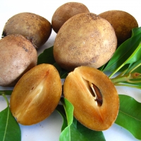 Sapodilla By DaleysFruit.com.au [All Rights Reserved]